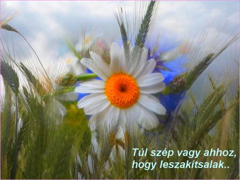 tul szep tul szep