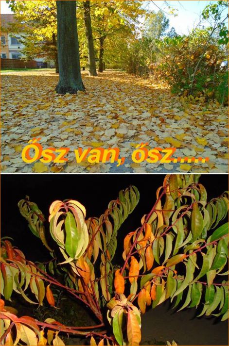 2018_ösz_van 2018_ösz_van