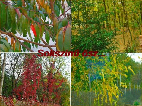 sokszinü_ösz 2018_sokszinu_osz