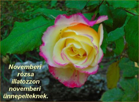 novemberi_rozsa 2018novemberi_rozsa