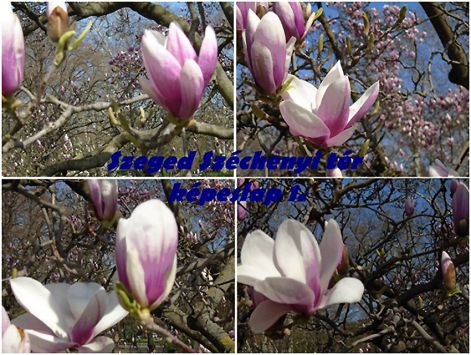 aprilisi_tavasz aprilisi_tavasz_magnolia