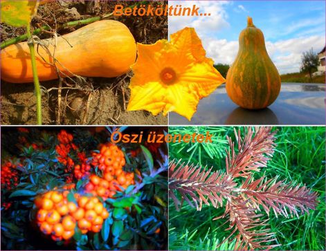 őszi_üzenetek oszi_uzenetek