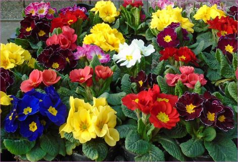 primula primula_tavasz_van