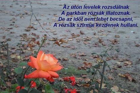 2019_rozdas_levelek 2019_rozdas_levelek