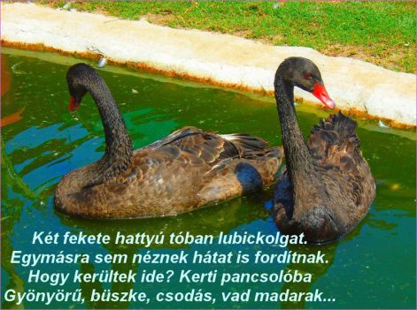 fekete_hattyu fekete_hattyu