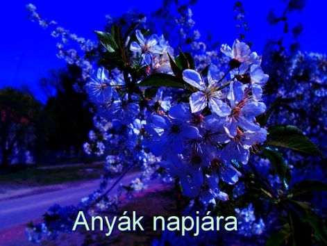 anyaknapi 2020anyaknapi