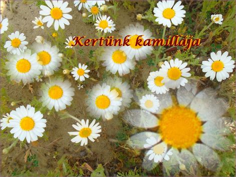 kamilla_virag kertünk_kamillaja