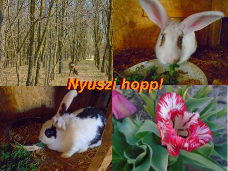 nyuszi_hopp nyuszi_hopp