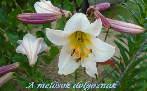 vannak_akik_dolgoznak 2020_vannak_akik_dolgoznak