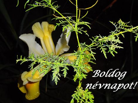 nevnapra boldog_nevnapot