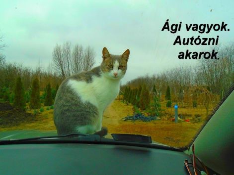 agi_agyok agi_agyok