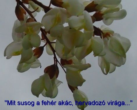 akacvirag akacvirag