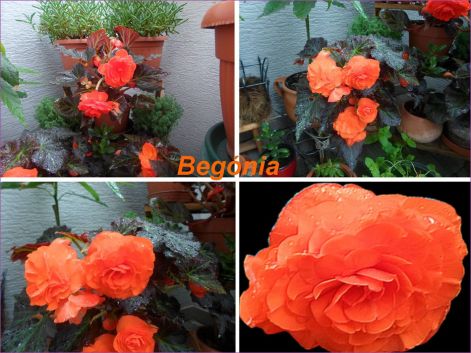 begoniak_esöben begonia