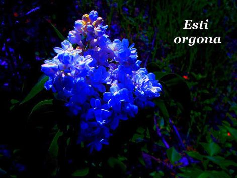 esti_orgona esti_orgona