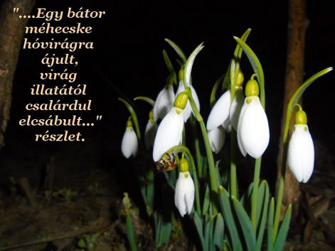 hoviragpk_mehecske hovirag