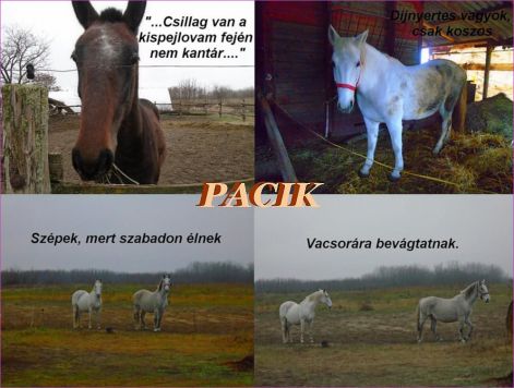 pacik_vacsorara_bevagtatnak