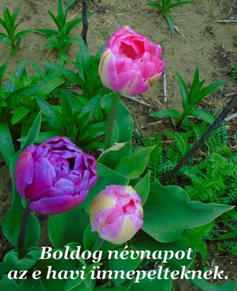 tulipanok tulipanok