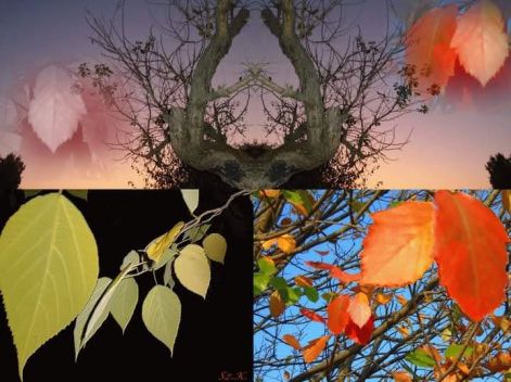öszi_szinek_collage öszi_szinek