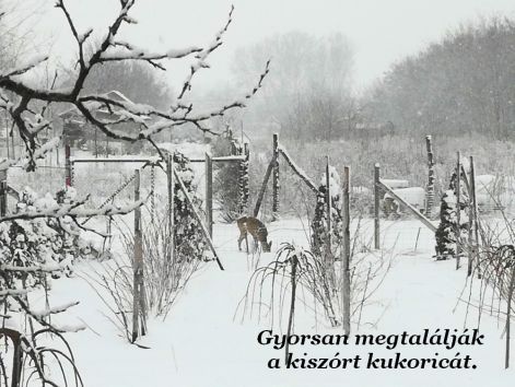 kerti_latogatok_vadak kerti_latogatok_telen