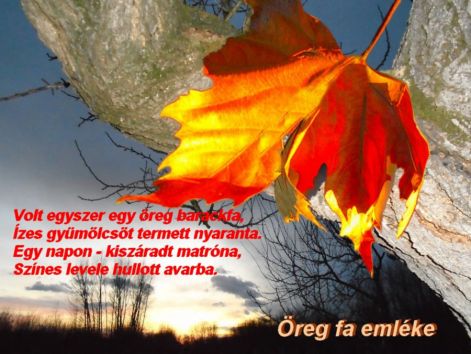 oreg_fa_emleke oreg_fa_emleke