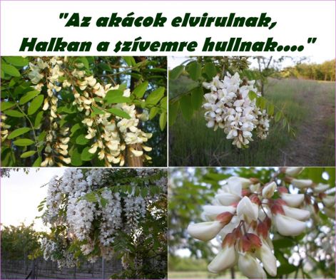 akacok2017. akacok2017