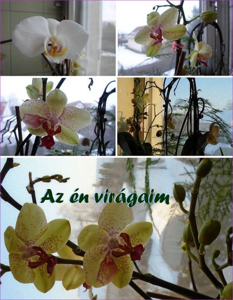 Orhideáim az_en_viragjaim