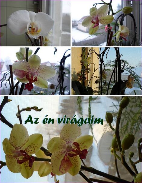 az_en_viragjaim