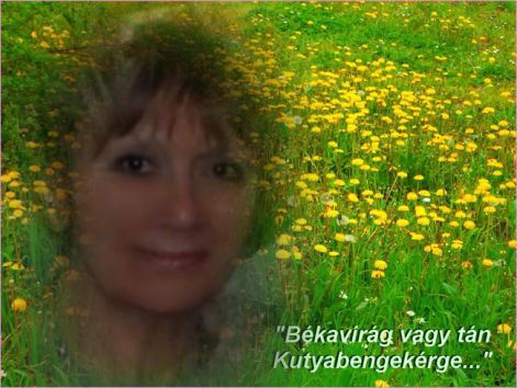 bekavirag bekavirag