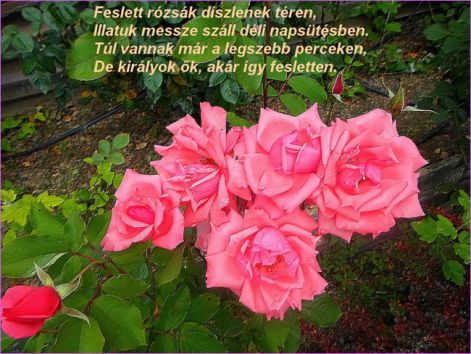 feslett rozsak szekeres Kkato_feslett rozsak