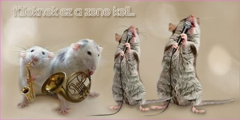 fuleknek_zene fuleknek_zene