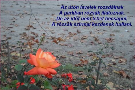 kato-rozsak rozsak