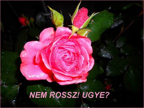 kato_rozsája kato_rozsája