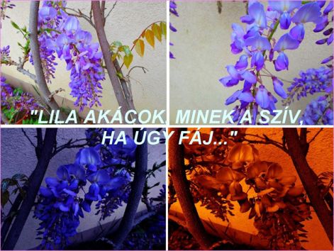lila akacok lila akacok
