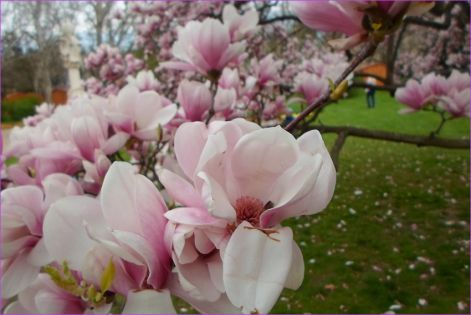 szegedi tavasz  magnolia