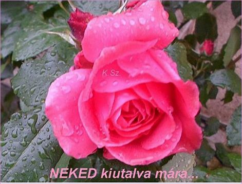 neked neked