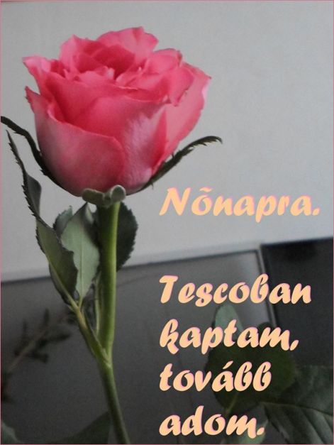 nőnapra_egy_szál_rózsa nonapra