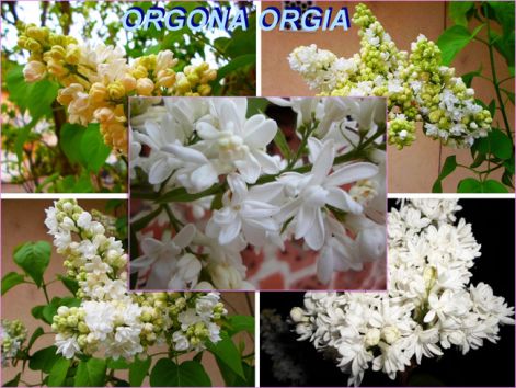 orgona orgia szeged orgona orgia