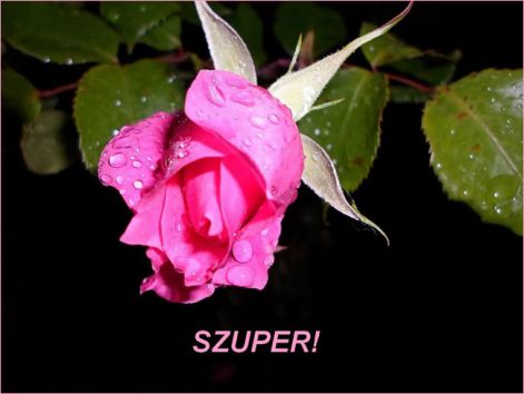 pinkrozsa pinkrozsa