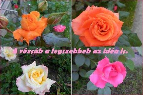 rozsak Kato_rozsai