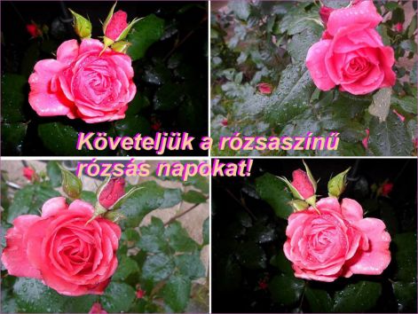 rozsak rozsaszin rozsaim