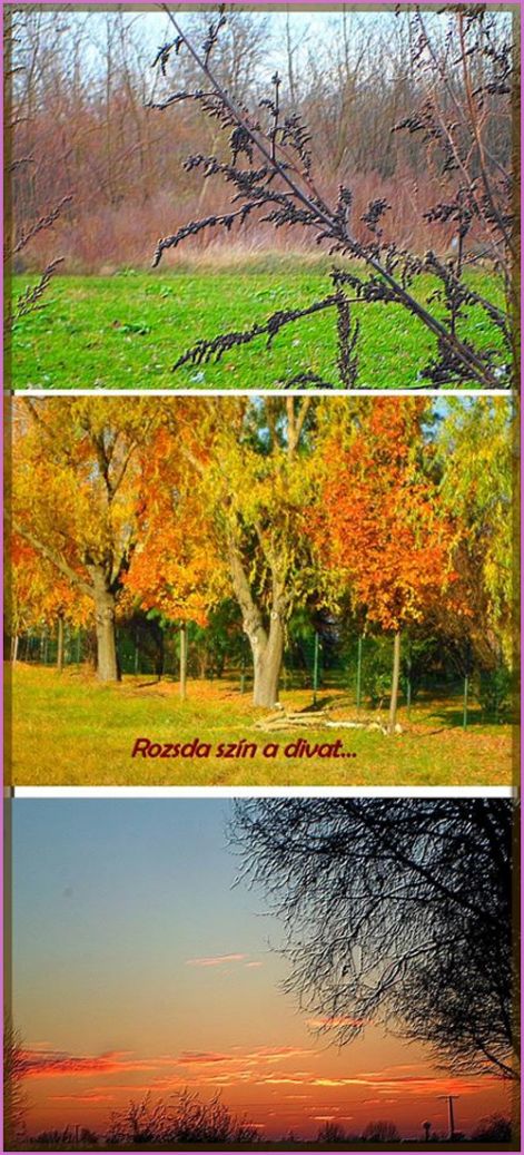 szekeres_rozsdaszin rozsdaszin