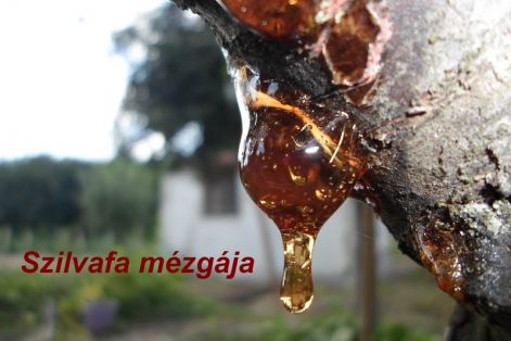 szilva_mezga szilva_mezga