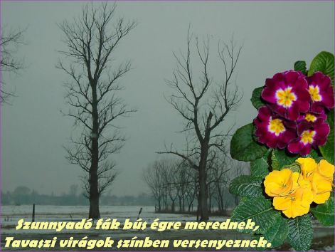 szunnyado_fak szunnyado_fak