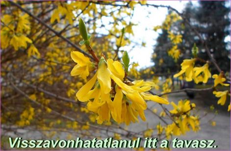 tavasz itt a tavasz
